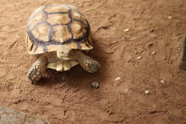 Afrika sulcata kaplumbağası kumlu zeminde