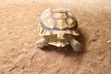 Afrika sulcata kaplumbağası kumlu zeminde