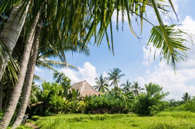 A traditional house nested in lush nature near Ubud in Bali, Indonesia. 