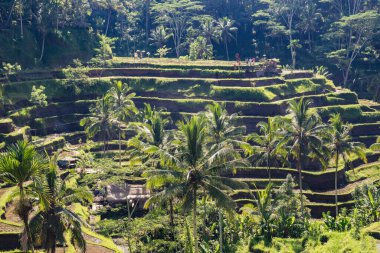 Rice paddy fields near Ubud in Bali, Indonesia. Scenic agricultural Terraces.