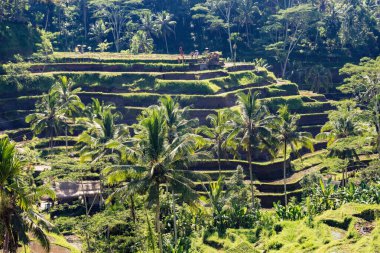 Rice paddy fields near Ubud in Bali, Indonesia. Scenic agricultural Terraces.