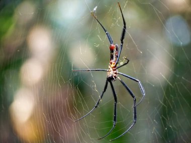 Close-up of a spider hanging on its web. 
