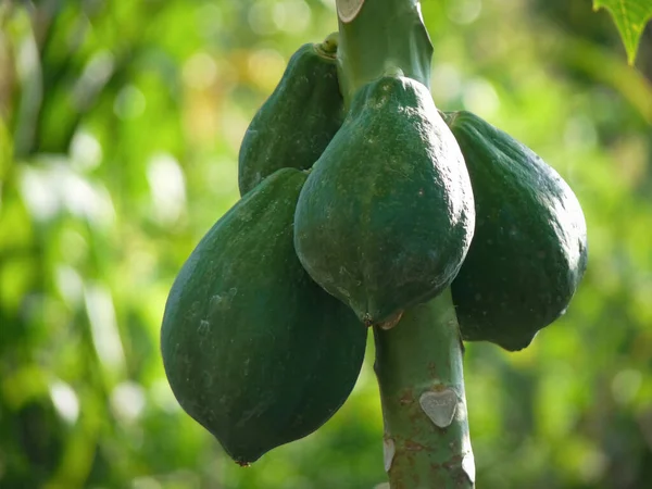 Ağaçlarında yetişen yeşil papaya meyveleri hasat edilmeye hazır.. 