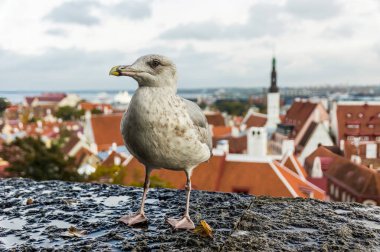 Martı Tallinn 'in önünde poz veriyor. Estonya