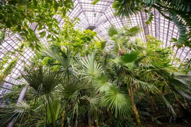 Berlin, Almanya 'daki Botanik Bahçesi ve Botanik Müzesi' nde tropik sera