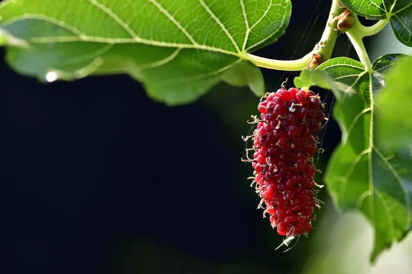 stock image Organic Mulberry fruits with green leaves isolated on a black background. Close-up fresh fruit in sunlight. Healthy sweet fruit eating for vitamin.