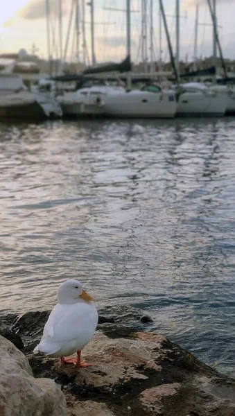 Costa Daurada Tipikus Nyaralóhely Spanyolországban Cambrils Salou — Stock Fotó