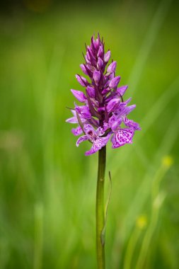 Orchidaceae. The wild nature of the Czech Republic. A rare plant of wild nature. Plant in the grass. Beautiful picture. Spring nature. Dactylorhiza fuchsii     