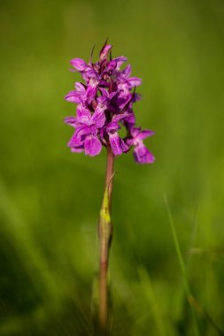 Orchidaceae. The wild nature of the Czech Republic. A rare plant of wild nature. Plant in the grass. Beautiful picture. Spring nature. Dactylorhiza traunsteineri   