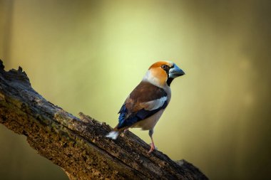 Coccothraustes coccothraustes. Wild nature. A bird on a tree. A beautiful picture of nature. Color photograph. Bird. Amazing nature. Animal in natural environment.