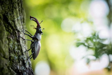 Dominant stag beetle, lucanus cervus, holding the defeated one turned upside down in mandibles during a fight on a branch in summer. Insect males battling in green nature. A rare and endangered beetle species with large mandibles Lucanus  beetle