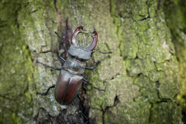Dominant stag beetle, lucanus cervus, holding the defeated one turned upside down in mandibles during a fight on a branch in summer. Insect males battling in green nature. A rare and endangered beetle species with large mandibles Lucanus  beetle