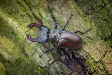 Dominant stag beetle, lucanus cervus, holding the defeated one turned upside down in mandibles during a fight on a branch in summer. Insect males battling in green nature. A rare and endangered beetle species with large mandibles Lucanus  beetle
