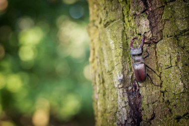 Dominant stag beetle, lucanus cervus, holding the defeated one turned upside down in mandibles during a fight on a branch in summer. Insect males battling in green nature. A rare and endangered beetle species with large mandibles Lucanus  beetle