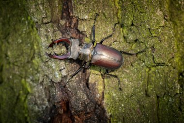 Dominant stag beetle, lucanus cervus, holding the defeated one turned upside down in mandibles during a fight on a branch in summer. Insect males battling in green nature. A rare and endangered beetle species with large mandibles Lucanus  beetle