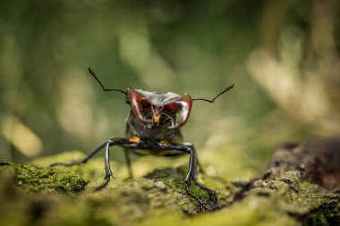 Dominant stag beetle, lucanus cervus, holding the defeated one turned upside down in mandibles during a fight on a branch in summer. Insect males battling in green nature. A rare and endangered beetle species with large mandibles Lucanus  beetle