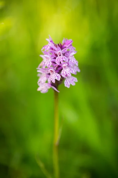 Orchidaceae Wild Nature Czech Republic Rare Plant Wild Nature Plant — Stock Photo, Image