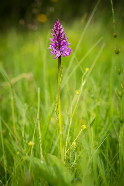 Orchidaceae. The wild nature of the Czech Republic. A rare plant of wild nature. Plant in the grass. Beautiful picture. Spring nature. Dactylorhiza fuchsii