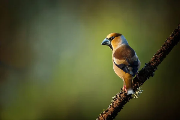Coccothraustes coccothraustes. Wild nature. A bird on a tree. A beautiful picture of nature. Color photograph. Bird. Amazing nature. Animal in natural environment.