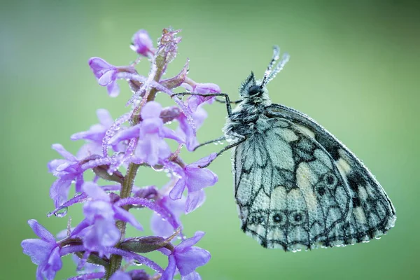 Melanargia Galathea Butterfly Nature Beautiful Picture Wild Nature Color Photograph — Zdjęcie stockowe