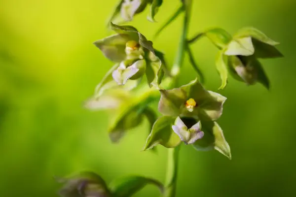 Epipactis Helleborine Süllyed Helleborine Gyönyörű Orchidea Ritka Növény Umava Vagyok Jogdíjmentes Stock Képek