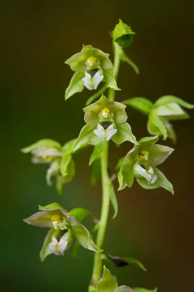 Epipactis Helleborine Süllyed Helleborine Gyönyörű Orchidea Ritka Növény Umava Vagyok Stock Fotó
