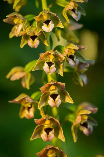Epipactis Helleborine Süllyed Helleborine Gyönyörű Orchidea Ritka Növény Umava Vagyok Jogdíjmentes Stock Fotók
