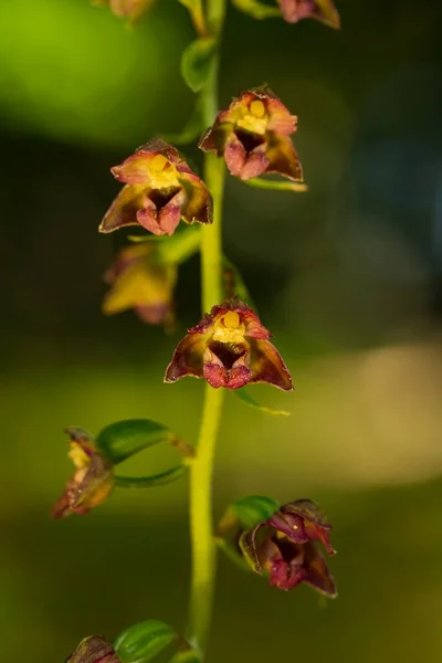 Epipactis Helleborina Subsp Helleborina Hermosa Orquídea Una Planta Rara Umava Imagen De Stock