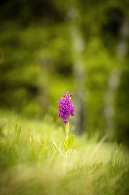 Dactylorhiza sambucina. Özgür doğa. Güzel resim. Çek Cumhuriyeti Orkidesi. Güzel fotoğraf. Çek Cumhuriyeti 'nin vahşi doğası. Bitki. Avrupa Orkideleri. 