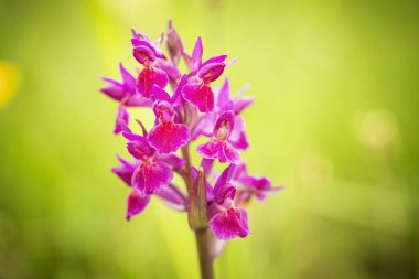 Dactylorhiza sambucina. Özgür doğa. Güzel resim. Çek Cumhuriyeti Orkidesi. Güzel fotoğraf. Çek Cumhuriyeti 'nin vahşi doğası. Bitki. Avrupa Orkideleri. 