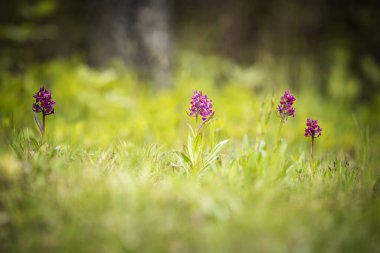 Dactylorhiza sambucina. Özgür doğa. Güzel resim. Çek Cumhuriyeti Orkidesi. Güzel fotoğraf. Çek Cumhuriyeti 'nin vahşi doğası. Bitki. Avrupa Orkideleri. 