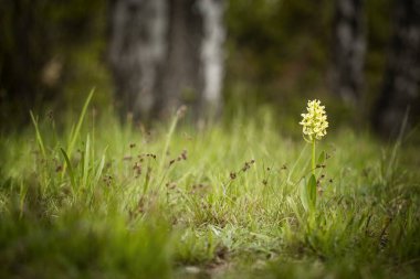 Dactylorhiza sambucina. Özgür doğa. Güzel resim. Çek Cumhuriyeti Orkidesi. Güzel fotoğraf. Çek Cumhuriyeti 'nin vahşi doğası. Bitki. Avrupa Orkideleri. 