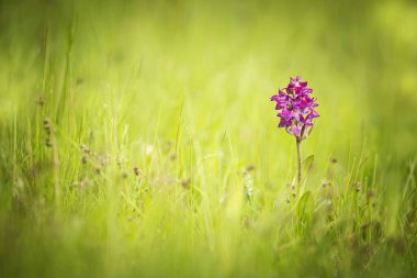 Dactylorhiza sambucina. Özgür doğa. Güzel resim. Çek Cumhuriyeti Orkidesi. Güzel fotoğraf. Çek Cumhuriyeti 'nin vahşi doğası. Bitki. Avrupa Orkideleri. 