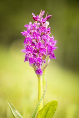 Dactylorhiza sambucina. Özgür doğa. Güzel resim. Çek Cumhuriyeti Orkidesi. Güzel fotoğraf. Çek Cumhuriyeti 'nin vahşi doğası. Bitki. Avrupa Orkideleri. 