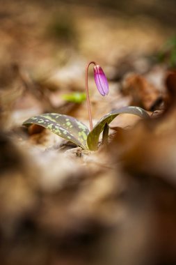 Erythronium dens-canis. Cins Erythronium Avrupa'da büyüyen tek türdür. Güney ve Orta Avrupa'da yaygındır. Ücretsiz doğa. Bir bitkinin güzel bir resim. Bahar doğa. 
