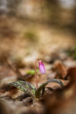 Erythronium dens-canis. Cins Erythronium Avrupa'da büyüyen tek türdür. Güney ve Orta Avrupa'da yaygındır. Ücretsiz doğa. Bir bitkinin güzel bir resim. Bahar doğa. 