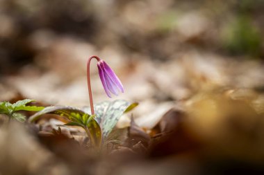Erythronium dens-canis. Cins Erythronium Avrupa'da büyüyen tek türdür. Güney ve Orta Avrupa'da yaygındır. Ücretsiz doğa. Bir bitkinin güzel bir resim. Bahar doğa. 