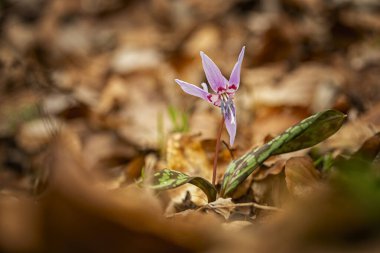 Erythronium dens-canis. Cins Erythronium Avrupa'da büyüyen tek türdür. Güney ve Orta Avrupa'da yaygındır. Ücretsiz doğa. Bir bitkinin güzel bir resim. Bahar doğa. 