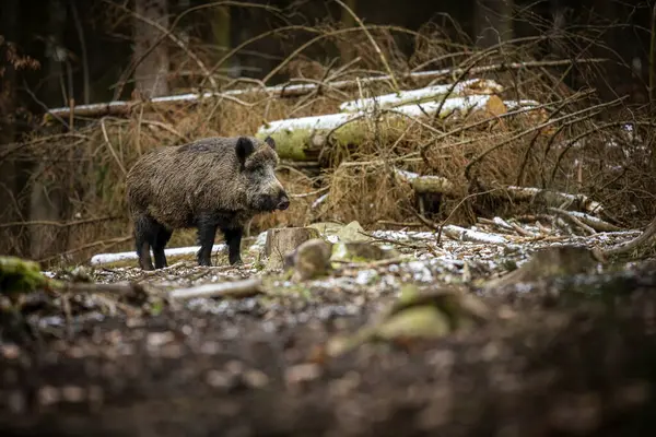Sus scrofa. The wild nature of the Czech Republic. Free nature. Picture of an animal in nature. Beautiful picture. Animal in the woods. Deep forest. Mysterious Forest. Wild. From animal life. Wild boar, Sus scrofa,