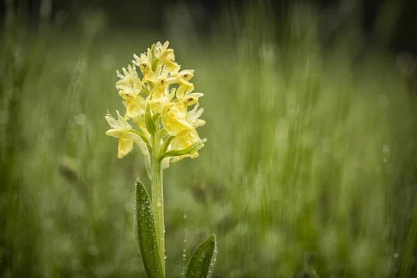 ダチロヒザ サンブッチーナ自由の身だ美しい写真だチェコ共和国の蘭 美しい写真だチェコ共和国の野生の自然 植物だヨーロッパの蘭 ストック写真