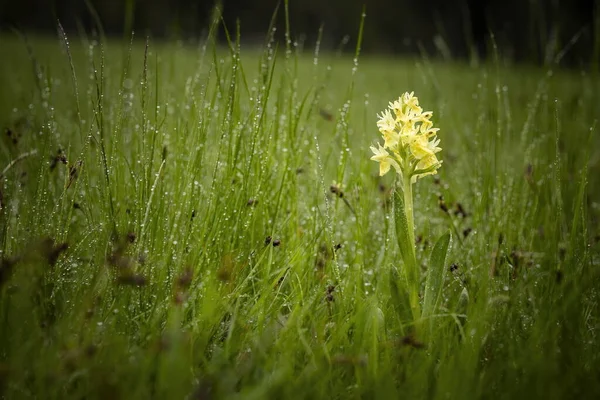 Dactylorhiza Sambucina Svobodná Příroda Krásná Fotka Orchidej České Republiky Krásná Stock Obrázky