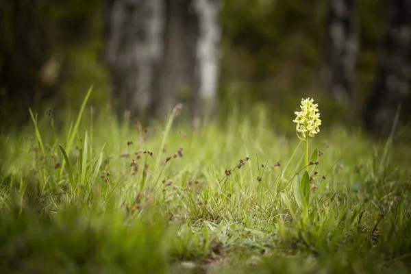 ダチロヒザ サンブッチーナ自由の身だ美しい写真だチェコ共和国の蘭 美しい写真だチェコ共和国の野生の自然 植物だヨーロッパの蘭 ストックフォト