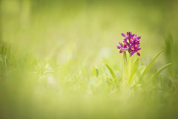 Dactylorhiza Sambucina Szabad Természet Gyönyörű Kép Cseh Köztársaság Orchideája Gyönyörű Stock Kép