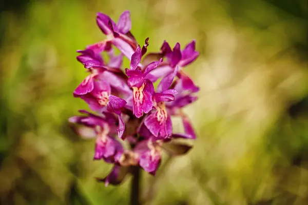 Dactylorhiza Sambucina Szabad Természet Gyönyörű Kép Cseh Köztársaság Orchideája Gyönyörű Jogdíjmentes Stock Képek