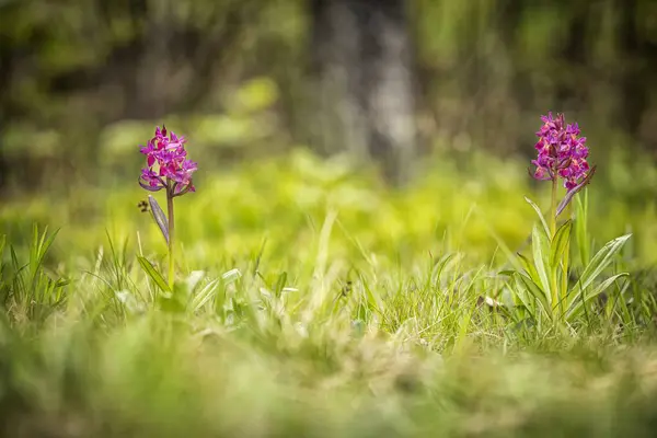 ダチロヒザ サンブッチーナ自由の身だ美しい写真だチェコ共和国の蘭 美しい写真だチェコ共和国の野生の自然 植物だヨーロッパの蘭 ロイヤリティフリーのストック画像
