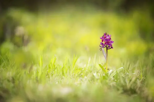 ダチロヒザ サンブッチーナ自由の身だ美しい写真だチェコ共和国の蘭 美しい写真だチェコ共和国の野生の自然 植物だヨーロッパの蘭 ロイヤリティフリーのストック写真