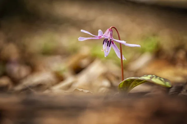 Erythronium Dens Canis Only Species Genus Erythronium Growing Europe Widespread Royalty Free Stock Images