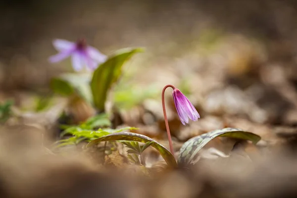 Erythronium Dens Canis Only Species Genus Erythronium Growing Europe Widespread Stock Image