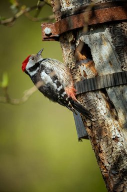 Dendrocopos major. Çek Cumhuriyeti 'nin vahşi doğası. Akşam fotoğrafçılığı. Özgür doğa. Güzel resim. Doğanın fotoğrafları. Muhteşem bir erkek Büyük Benekli Ağaçkakan, Dendrocopos Major, yuvasının kenarına tünemiş. 