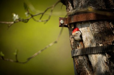 Dendrocopos major. Wild nature of the Czech Republic. Evening photography. Free nature. Beautiful picture. Photos of nature. A stunning male Great spotted Woodpecker, Dendrocopos major, perching on the edge of its nesting hole  clipart